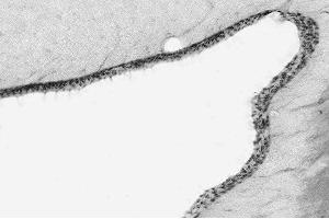 Immunoblot versus crude membranes from adult rat brain (RBM) and pellet/lysate fractions of wild-type (WT) and Arl13b knockout (KO) mouse embryonic fibroblasts (MEF) probed with N295B/66 TC supe (left), rabbit polyclonal (middle) and N52A/42 TC supe (right). (ARL13B Antikörper  (C-Term))