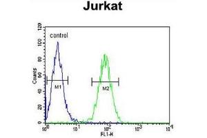 CLDN22 Antibody (Center) flow cytometric analysis of Jurkat cells (right histogram) compared to a negative control cell (left histogram). (Claudin 22 (CLDN22) (AA 97-126), (Middle Region) Antikörper)