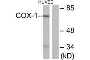 Western blot analysis of extracts from HuvEc cells, using Cox1 Antibody. (COX1 Antikörper  (AA 550-599))