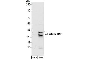 anti-H1 Histone Family, Member X (H1FX) (AA 163-213) antibody