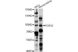 Western blot analysis of extracts of various cell lines, using FCHO2 antibody (ABIN6293264) at 1:1000 dilution. (FCHO2 Antikörper)