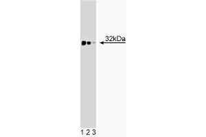 Western blot analysis of TREX1 on a BC3H1 cell lysate (Mouse brain smooth muscle-like cells, ATCC CRL-1443). (TREX1 Antikörper  (AA 82-179))