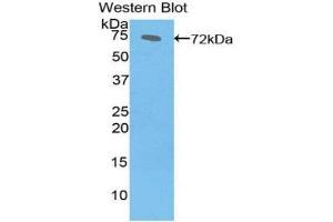 Western Blotting (WB) image for anti-Heat Shock 70kDa Protein 1B (HSPA1B) (AA 1-641) antibody (ABIN1078113) (HSPA1B Antikörper  (AA 1-641))