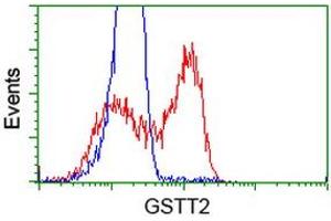 HEK293T cells transfected with either RC200040 overexpress plasmid (Red) or empty vector control plasmid (Blue) were immunostained by anti-GSTT2 antibody (ABIN2453097), and then analyzed by flow cytometry. (GSTT2 Antikörper)