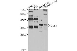 Western blot analysis of extracts of various cell lines, using MCL1 antibody (ABIN5970080) at 1/1000 dilution. (MCL-1 Antikörper  (C-Term))