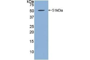Detection of Recombinant FBN1, Human using Polyclonal Antibody to Fibrillin 1 (FBN1) (Fibrillin 1 Antikörper  (AA 723-902))