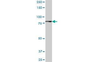 FLJ10415 MaxPab polyclonal antibody. (ANKZF1 Antikörper  (AA 1-726))