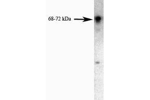 Western blot analysis of FKBP65 on a PC-12 cell lysate (Rat neuroblastoma, ATCC CRL-1721) using 0. (FKBP10 Antikörper  (AA 434-576))
