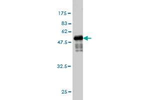 Western Blotting (WB) image for anti-Tryptase alpha/beta 1 (TPSAB1) (AA 1-275) antibody (ABIN563245)