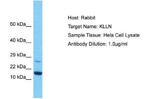Host: Rabbit Target Name: KLLN Sample Type: Hela Whole Cell lysates Antibody Dilution: 1. (KLLN Antikörper  (C-Term))