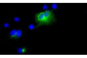 Image no. 1 for anti-Lipase, Endothelial (LIPG) antibody (ABIN1499176) (LIPG Antikörper)
