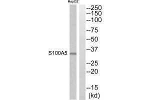 Western blot analysis of extracts from HepG2 cells, using S100A5 antibody. (S100A5 Antikörper  (Internal Region))