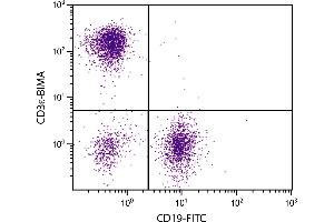 BALB/c mouse splenocytes were stained with Hamster Anti-Mouse CD3ε-BIMA. (CD3 epsilon Antikörper  (APC))