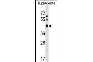 OBEC3D Antibody (N-term) 18763a western blot analysis in human placenta tissue lysates (35 μg/lane).
