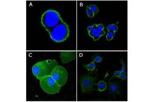 Confocal immunofluorescence analysis of methanol-fixed A431 (A), Hela (B), PANC-1 (C) and EC (D) cells using CD44 antibody (green), showing membrane localization. (CD44 Antikörper)