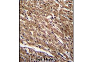 BTG3 Antibody (Center) (ABIN656678 and ABIN2845917) immunohistochemistry analysis in formalin fixed and paraffin embedded human heart tissue followed by peroxidase conjugation of the secondary antibody and DAB staining. (BTG3 Antikörper  (AA 100-129))