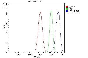 anti-Carboxylesterase 1 (CES1) (AA 99-206) antibody