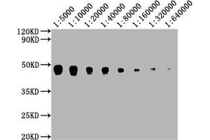 Western Blot Positive WB detected in: Hela whole cell lysate at 20 μg, 10 μg, 5 μg, 2. (PDCD1LG2 Antikörper  (AA 21-118))