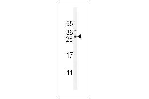 SCA5B Antibody (N-term) (ABIN655215 and ABIN2844826) western blot analysis in NCI- cell line lysates (35 μg/lane). (SPACA5B Antikörper  (N-Term))