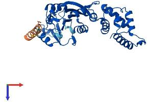 DIMT1 Protein (AA 1-313) (His tag)