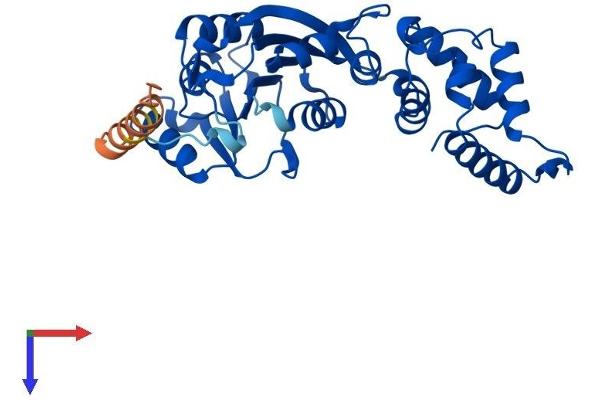 DIMT1 Protein (AA 1-313) (His tag)