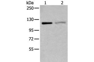 Western blot analysis of K562 and 231 cell lysates using MCM9 Polyclonal Antibody at dilution of 1:800 (MCM9 Antikörper)
