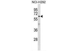 ATL1 Antibody (C-term) western blot analysis in NCI-H292 cell line lysates (35µg/lane). (ATL1 Antikörper  (C-Term))