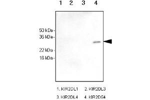 Western Blotting (WB) image for anti-Killer Cell Immunoglobulin-Like Receptor, Two Domains, Short Cytoplasmic Tail, 4 (KIR2DS4) antibody (ABIN165426)