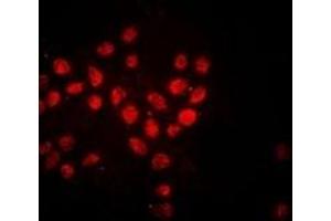 Immunofluorescent analysis of Histone H3 staining in Hela cells.