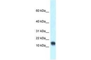 Image no. 1 for anti-Ly6/Neurotoxin 1 (LYNX1) (AA 40-89) antibody (ABIN6747825) (LYNX1 Antikörper  (AA 40-89))