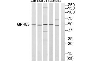 Western blot analysis of extracts from A549 cells, LOVO cells, Jurkat cells, HepG2 cells and HuvEc cells, using GPR83 antibody. (GPR83 Antikörper  (C-Term))