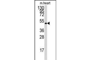 The anti-PRKAG1 Pab (ABIN391058 and ABIN2841214) is used in Western blot to detect PRKAG1 in mouse heart tissue lysate. (PRKAA2 Antikörper  (AA 265-295))