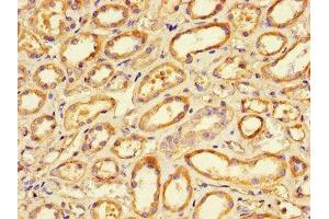 Immunohistochemistry of paraffin-embedded human renal tissue using ABIN7165680 at dilution of 1:100