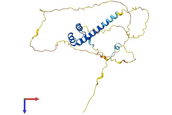 HMX2 Protein (AA 1-273) (His tag)