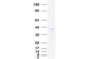 DAP3 Protein (Transcript Variant 1) (Myc-DYKDDDDK Tag)