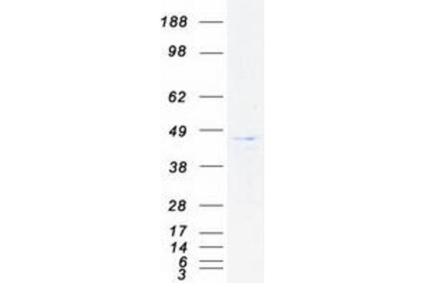 DAP3 Protein (Transcript Variant 1) (Myc-DYKDDDDK Tag)
