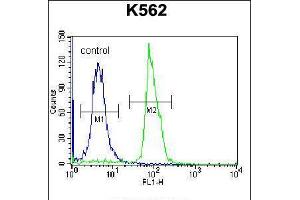 Flow cytometric analysis of K562 cells (right histogram) compared to a negative control cell (left histogram). (SEMA4C Antikörper  (C-Term))