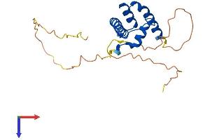 NFYB Protein (AA 1-207) (His tag)