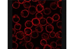 Immunofluorescence staining of PLSCR1 in rat basophilic leukemia (RBL) cell line using antibody. (PLSCR1 Antikörper)