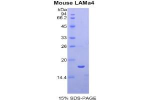 SDS-PAGE analysis of Mouse Laminin alpha 4 Protein. (LAMa4 Protein)