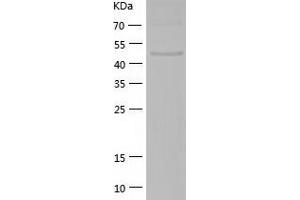 Western Blotting (WB) image for RuvB-Like 2 (E. Coli) (RUVBL2) (AA 2-463) protein (His tag) (ABIN7124940) (RUVBL2 Protein (AA 2-463) (His tag))