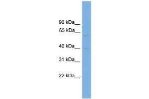 WB Suggested Anti-PVRL3 Antibody Titration: 0. (nectin-3 Antikörper  (Middle Region))
