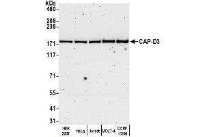 anti-Non-SMC Condensin II Complex, Subunit D3 (NCAPD3) (C-Term) antibody