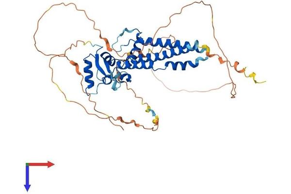 TFAP2C Protein (AA 1-449) (His tag)