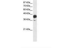 Image no. 1 for anti-Jun B Proto-Oncogene (JUNB) (AA 271-320) antibody (ABIN6736224) (JunB Antikörper  (AA 271-320))