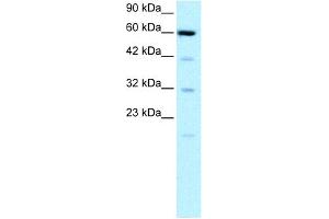 WB Suggested Anti-SLC30A9 Antibody Titration: 0. (SLC30A9 Antikörper  (N-Term))
