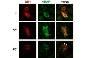 Immunocytochemistry detection of colocalization of ARAP1 with DR4 at the plasma membrane and in early endosomes. (ARAP1 Antikörper  (AA 1190-1450))