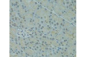 Immunohistochemistry of paraffin-embedded Rat pancreas using IVNS1ABP Polyclonal Antibody at dilution of 1:100 (40x lens). (IVNS1ABP Antikörper)