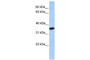 Western Blotting (WB) image for anti-Monoacylglycerol O-Acyltransferase 1 (MOGAT1) antibody (ABIN2459379) (MOGAT1 Antikörper)