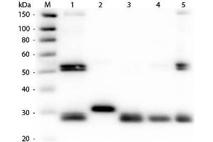 Western Blot of Anti-Rat IgG (H&L) (RABBIT) Antibody (Min X Human Serum Proteins) . (Kaninchen anti-Ratte IgG (Heavy & Light Chain) Antikörper (TRITC) - Preadsorbed)